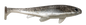 Weedless Executioner