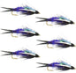 Double Bead Purple Psycho Prince Nymph Fly - 6 Flies Size 10
