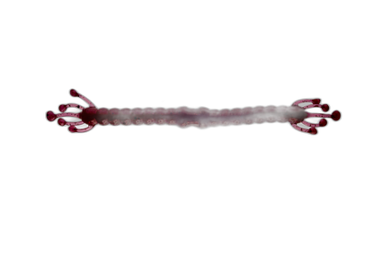 Wacky Alien - Soft Plastic Wacky Rig Worm for Bass Fishing